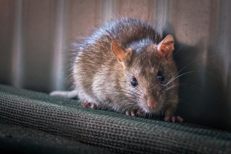 Mice And Rat Control Service