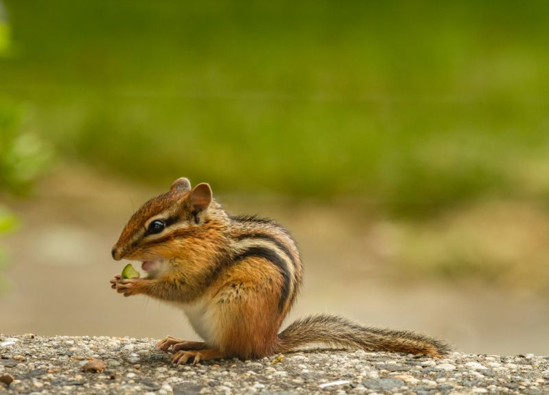 chipmunk removal and control services