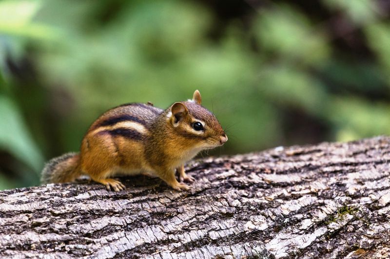 chipmunk removal and control services