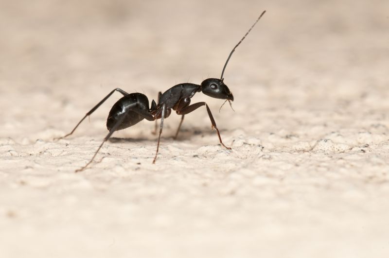 Ant Control Service in New Braunfels, TX