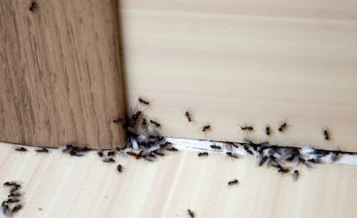 Ant Control Service in Rockwall, TX