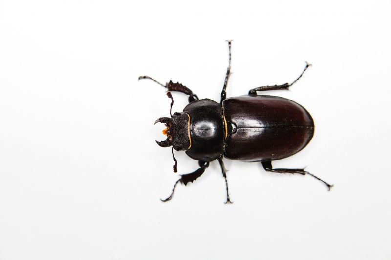 Carpet Beetle Extermination in Arlington, TX