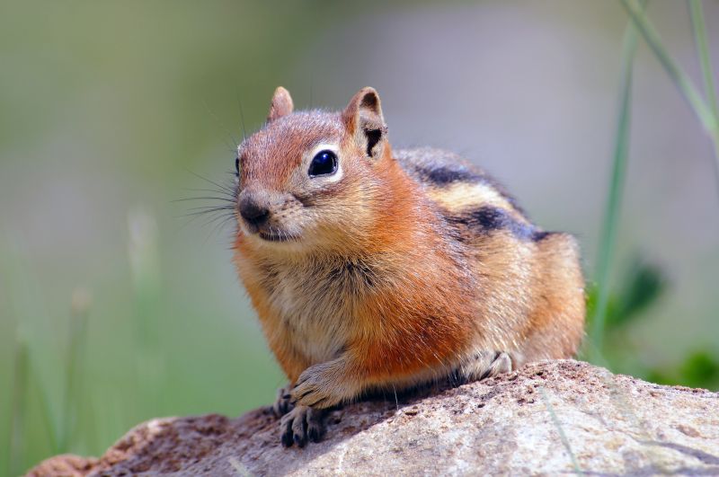 Chipmunk Removal And Control Services