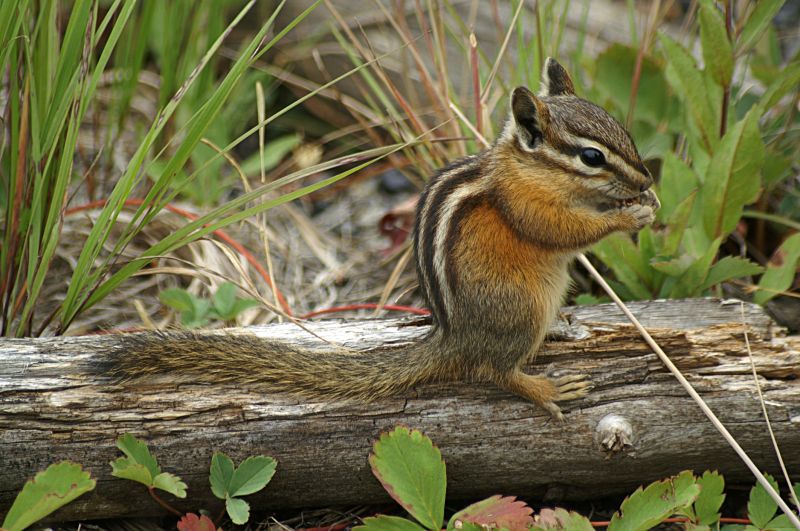 Chipmunk Removal And Control Services