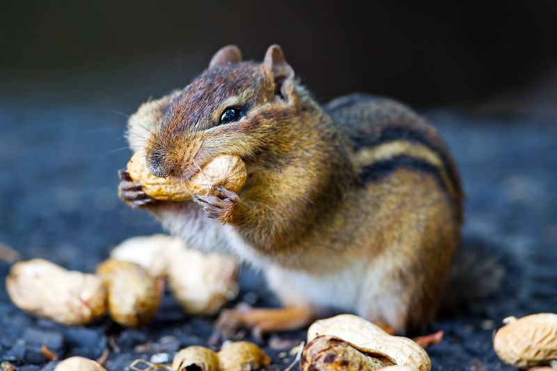 Chipmunk Removal And Control Services