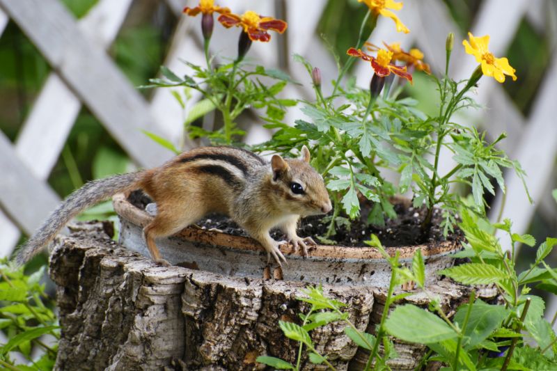 Chipmunk Removal And Control Services