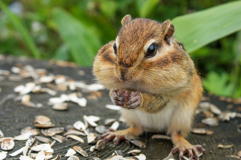 Chipmunk Removal And Control Services