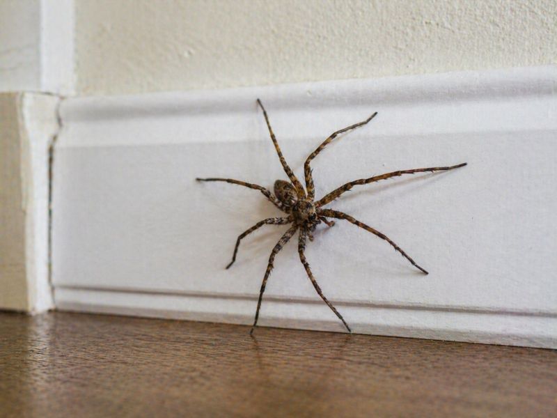 Common Spiders Extermination in Fort Worth, TX