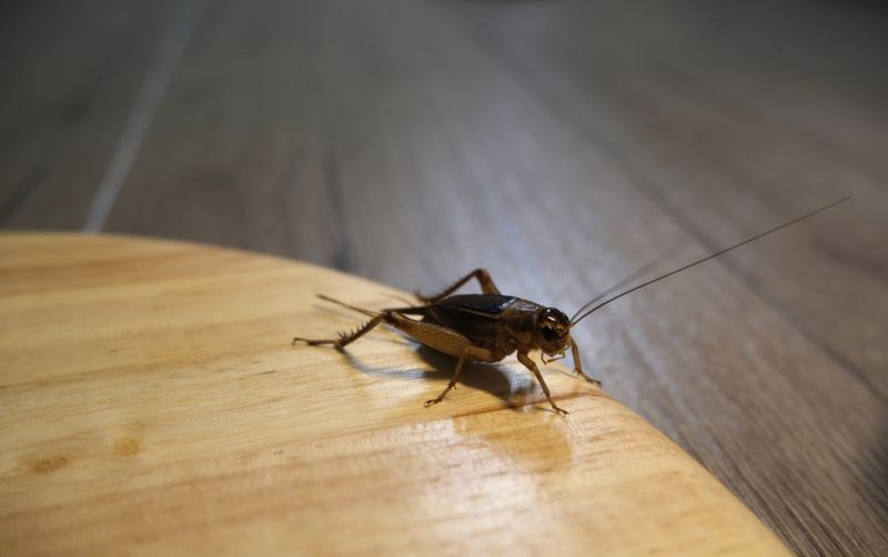 Cricket Prevention in Mckinney, TX
