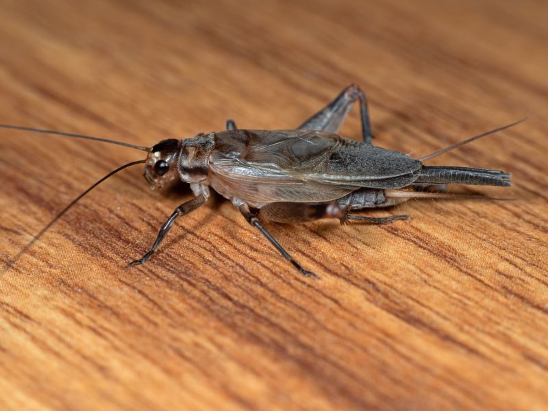 Cricket Prevention in Denton, TX