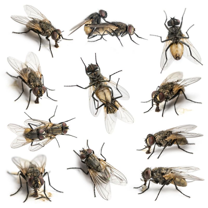 Fly Control Service in Frisco, TX