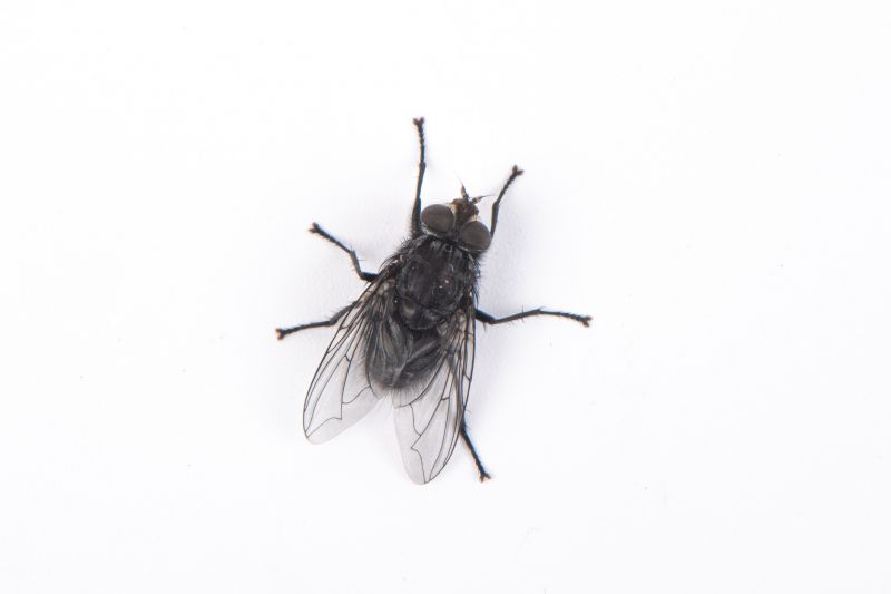 Fly Pest Control in Mckinney, TX
