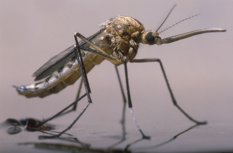 Mosquito Control Service in Fort Worth, TX