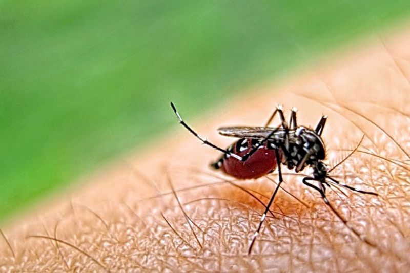 Mosquitoes Pest Control in Fort Worth, TX