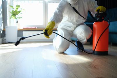 Mouse Spider Extermination in Fort Worth, TX