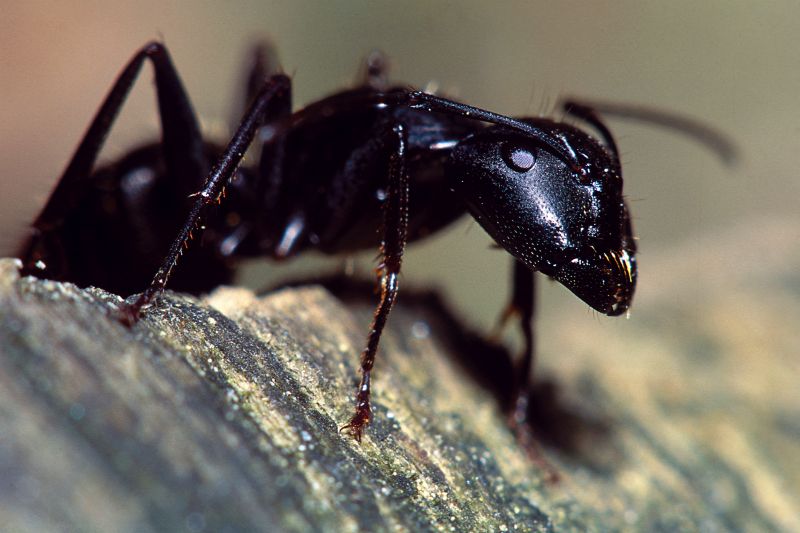 Red Ant Extermination in Frisco, TX