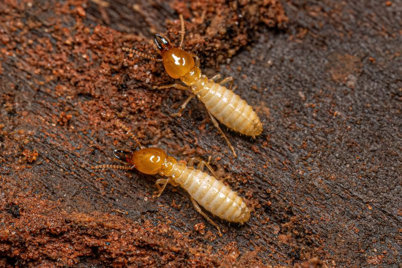 Termite Fumigation in Frisco, TX