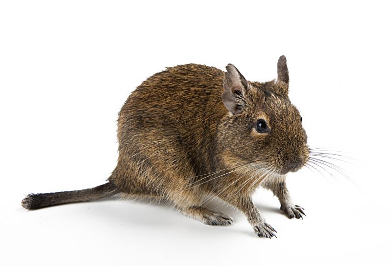 Why Professional Rodent Pest Control Is More Effective Than Diy Methods
