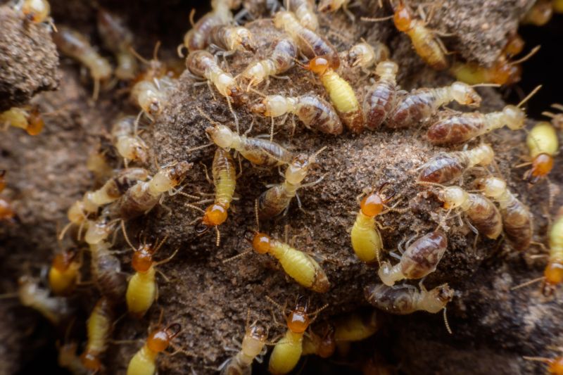 Winged Termite Extermination in Katy, TX