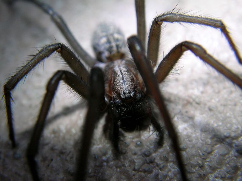Wolf Spider Removal in Fort Worth, TX