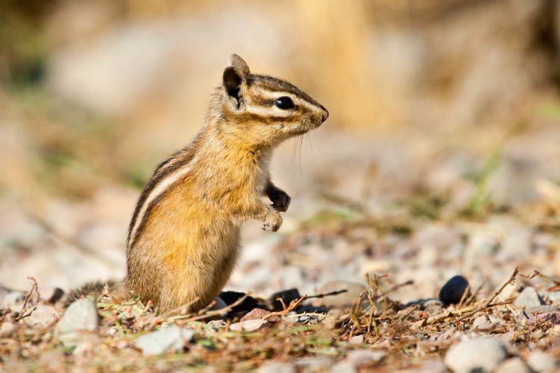 chipmunk removal and control services