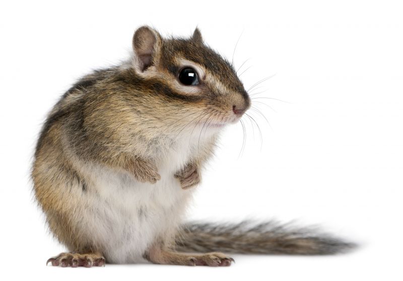 chipmunk removal and control services
